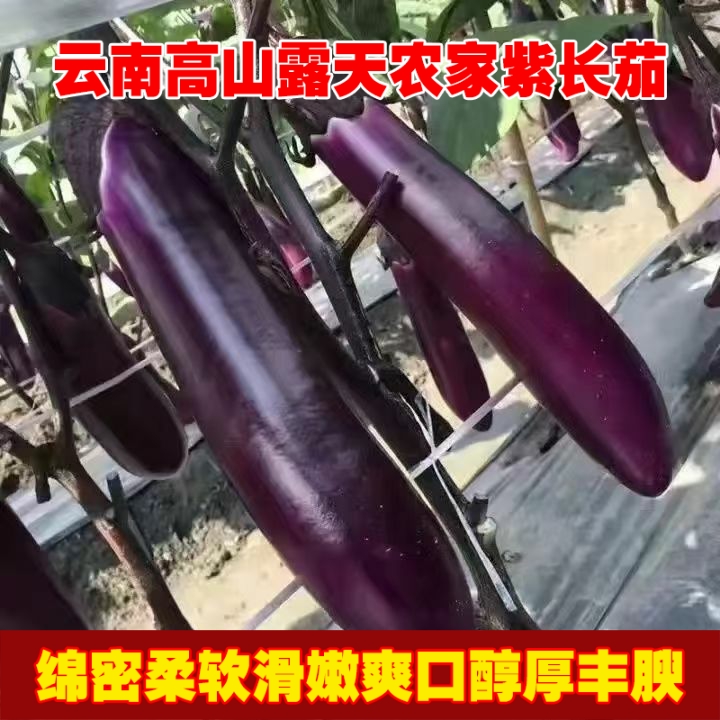 山姆高山粉茄1.6kg：揭秘这款蔬菜界的颜值担当！