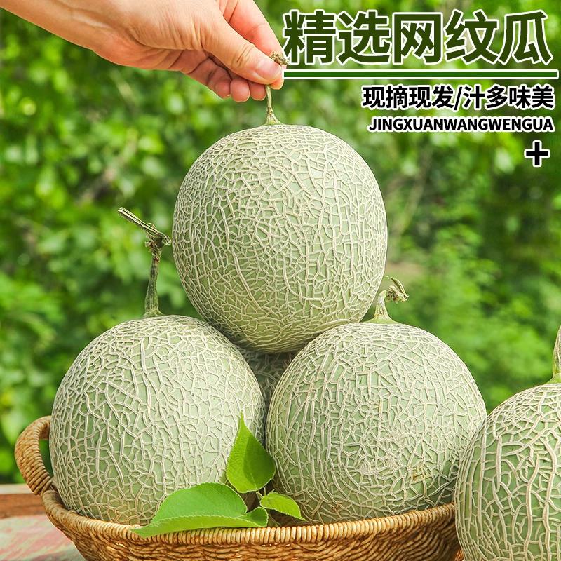 王妥妥®山东海阳新鲜淇淋网纹蜜瓜：夏日甜蜜风暴，一口爆汁的极致体验！
