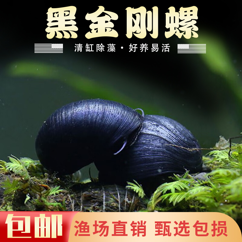 黄金刚螺 vs 黑金刚螺：谁才是水族箱里的除藻净水黄金螺？
