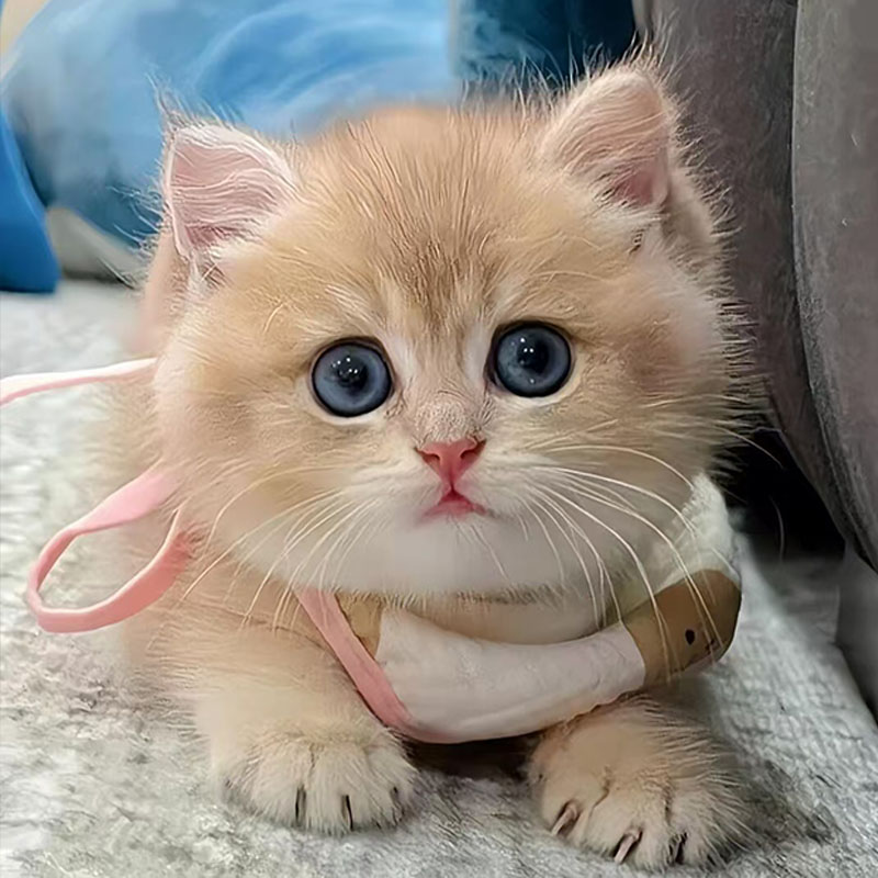 【浙江猫舍】纯种英短蓝金渐层矮脚猫，萌化你的小心心！
