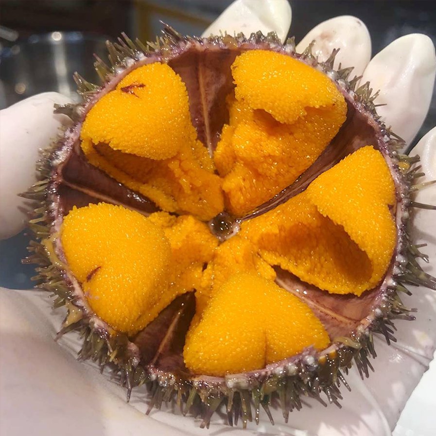 大连马粪海胆5-8只鲜活到家！日料刺身控狂喜！这波不冲真的亏大了