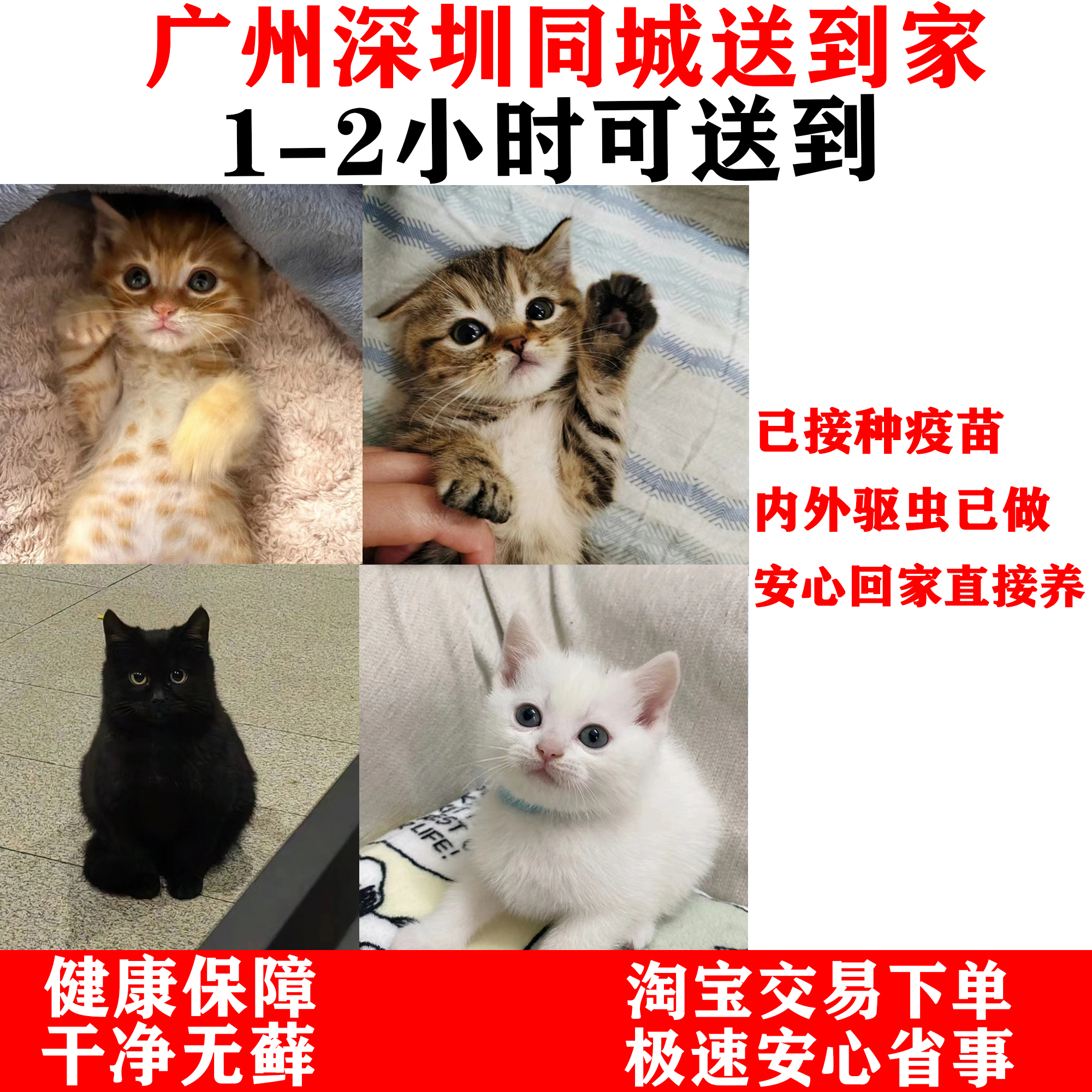 橘猫黑白猫狸花猫幼崽，广州深圳同城配送，快来领养你的中华田园猫吧!
