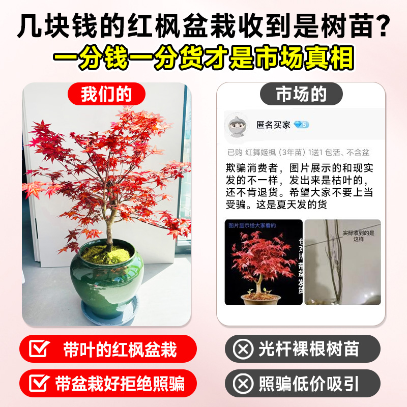 日本红枫盆景红舞姬：四季变换的室内绿植美学新宠