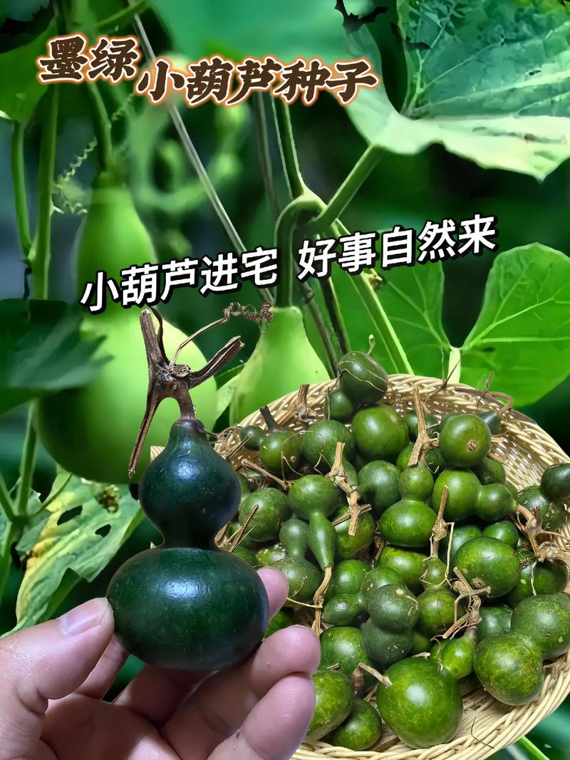 小葫芦直播平台大数据,揭秘直播行业背后的数据力量