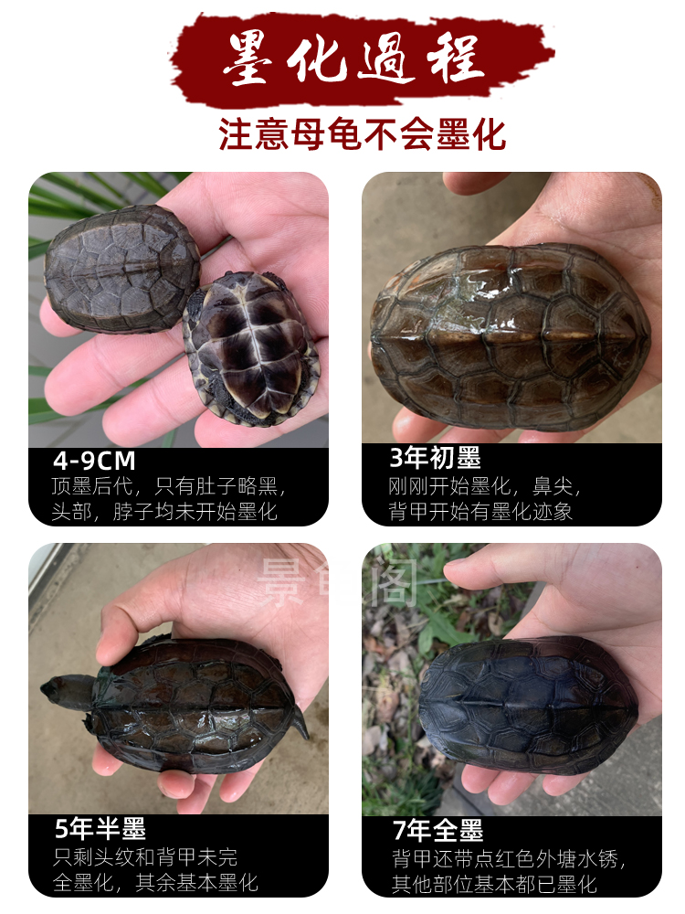 外塘顶墨龟太绝了！全黑龟苗冷水草龟活体，养它真的不亏！