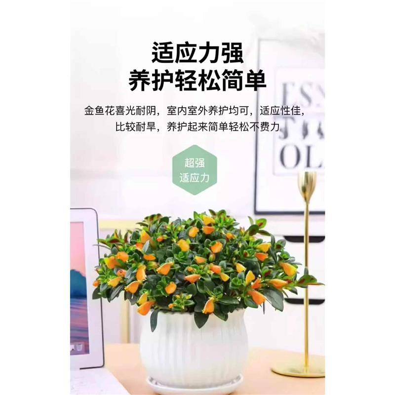 白玉金花：四季花开不败，阳台花园的美丽秘密✨