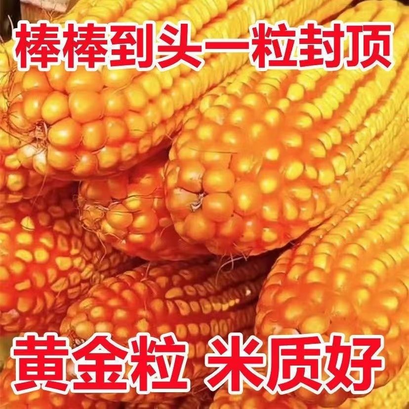 蠡玉88：矮杆白轴玉米界的扛把子，高产稳产的秘密武器！
