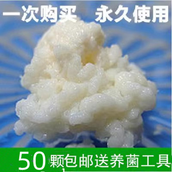 西藏Kefir大颗粒开菲尔菌种：神秘高原的健康密码，菌非雪莲菌藏灵菇包邮！