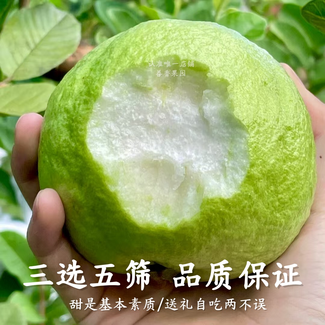 现摘现发！正宗广州南沙番石榴，农家自种新鲜白心芭乐，低糖脂脆甜爽口，你怎能错过？✨