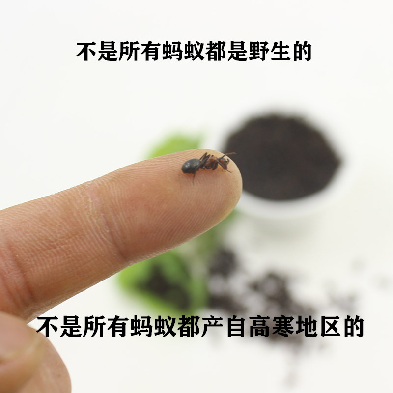 黑蚂蚁干泡酒，东北长白山特级大黑蚂蚁粉，养生新宠！