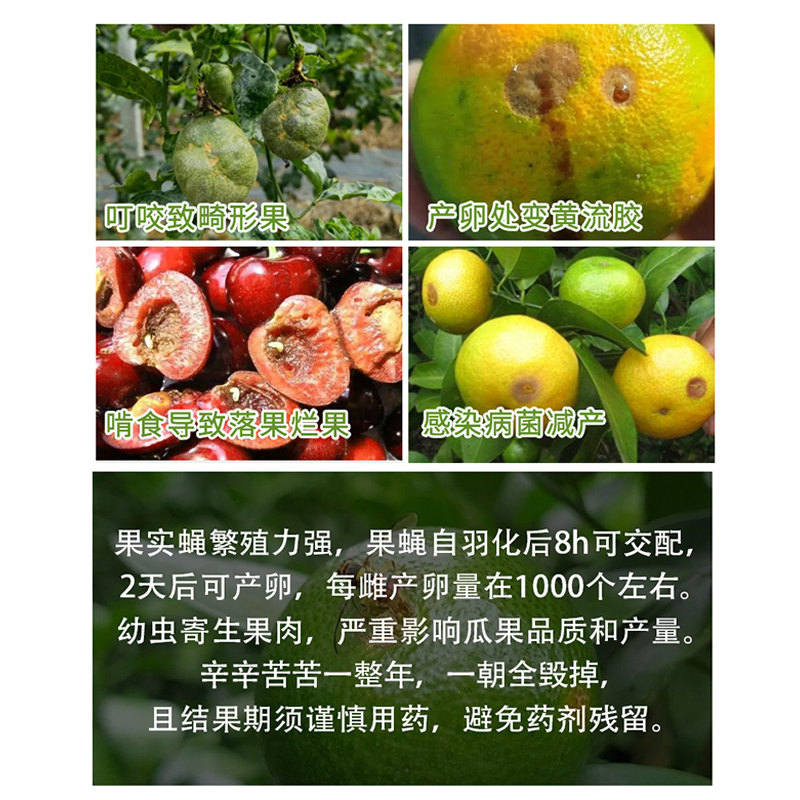 果蝇诱捕神器大揭秘：果攸果蝇诱粘剂诱虫瓶，告别果蔬烦恼！