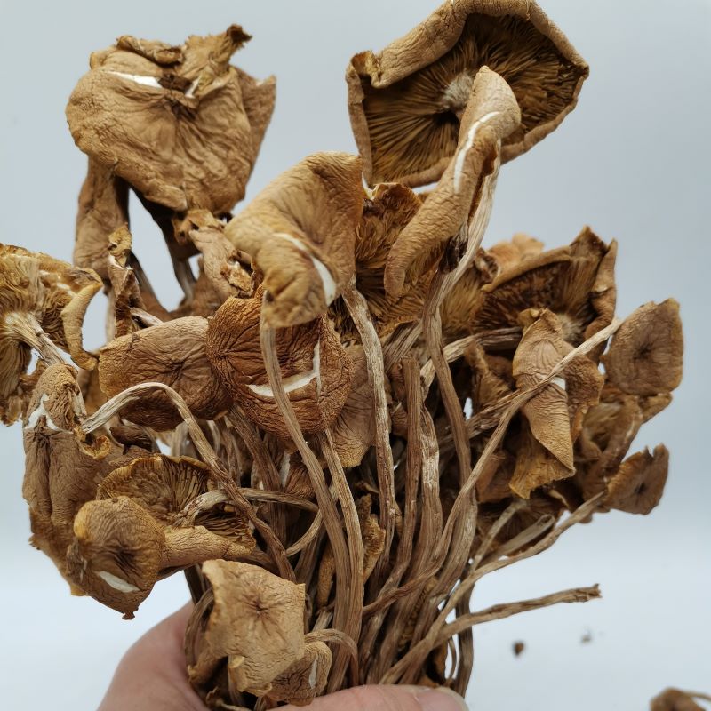 禾煜茶树菇150g/袋：解锁森林的美味，营养与口感的双重盛宴！