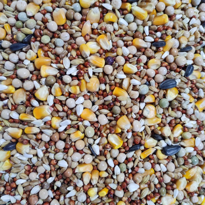 赛飞信鸽的超级能量站：鸽粮鸽子营养饲料带玉米，让您的爱鸟能力MAX！