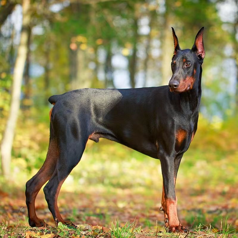 纯种德系美系杜宾犬：护卫犬界的王者，你真的了解它们吗？