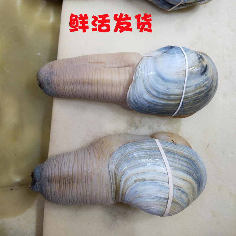 鲜活象拔蚌：加拿大进口的海鲜盛宴，三斤象牙蚌刺身食材，你尝过吗？