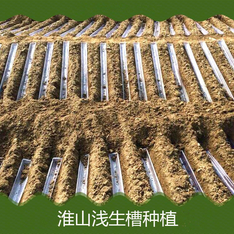 厂家直发淮山种植槽：解锁铁棍山药定向培育的秘密武器！
