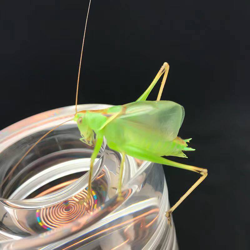 冬天鸣虫怎么养？如何选择天津贾姐的大扎嘴鸣虫?