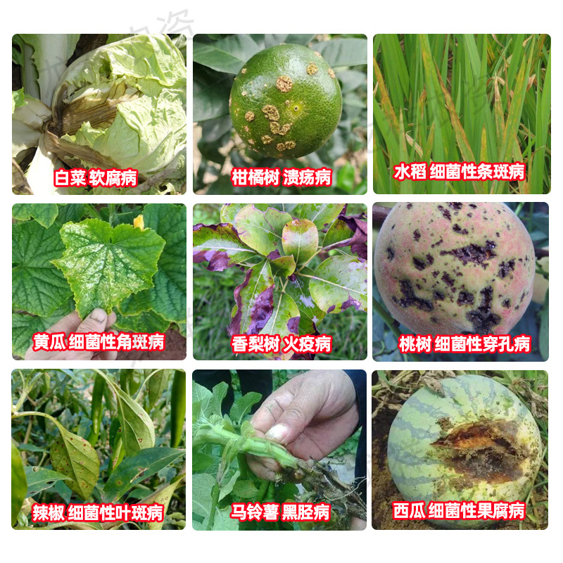 新农碧生20%噻唑锌！柑橘水稻病害克星，杀菌效果绝了！这波必须冲！