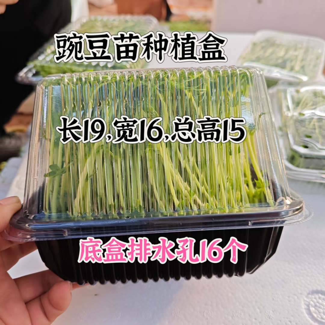 芽苗菜水培豆芽豆苗种植神器：一次性塑料种植包装盒育苗盘带孔打包盒，轻松在家种出绿色蔬菜！