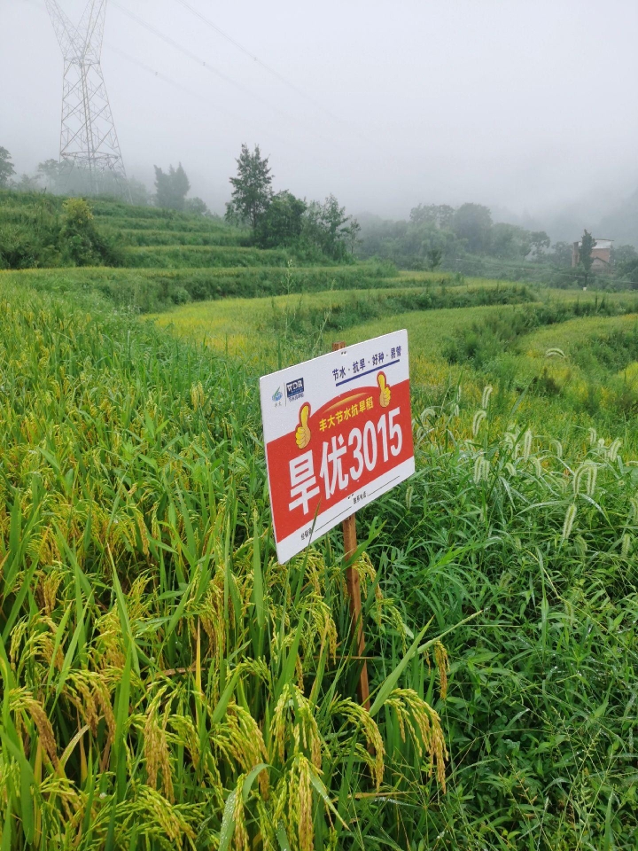 旱优3015：节水抗旱稻的奇迹，开启农业新纪元！