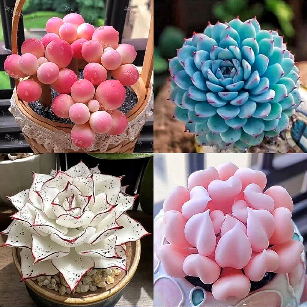 为什么《红蜻蜓》的歌词能触动人心？背后的情感密码