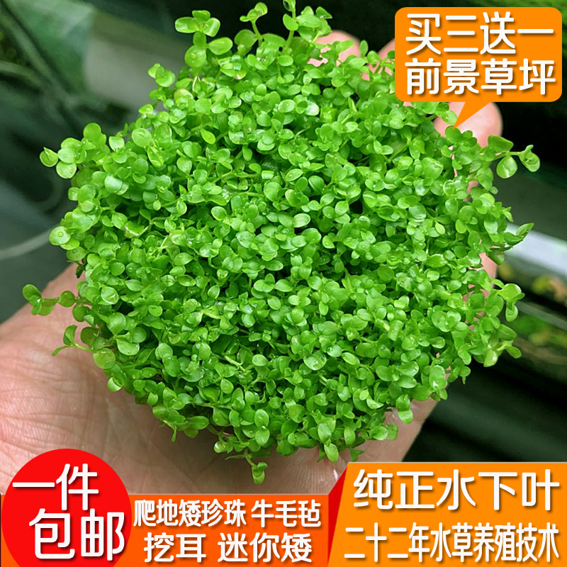 迷倒众生的迷你牛毛矮珍珠鱼缸坨草，懒人必备的水族新宠！✨