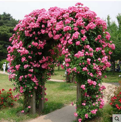 藤本月季花苗：室内盆栽界的四季开花王者，你还在等什么？