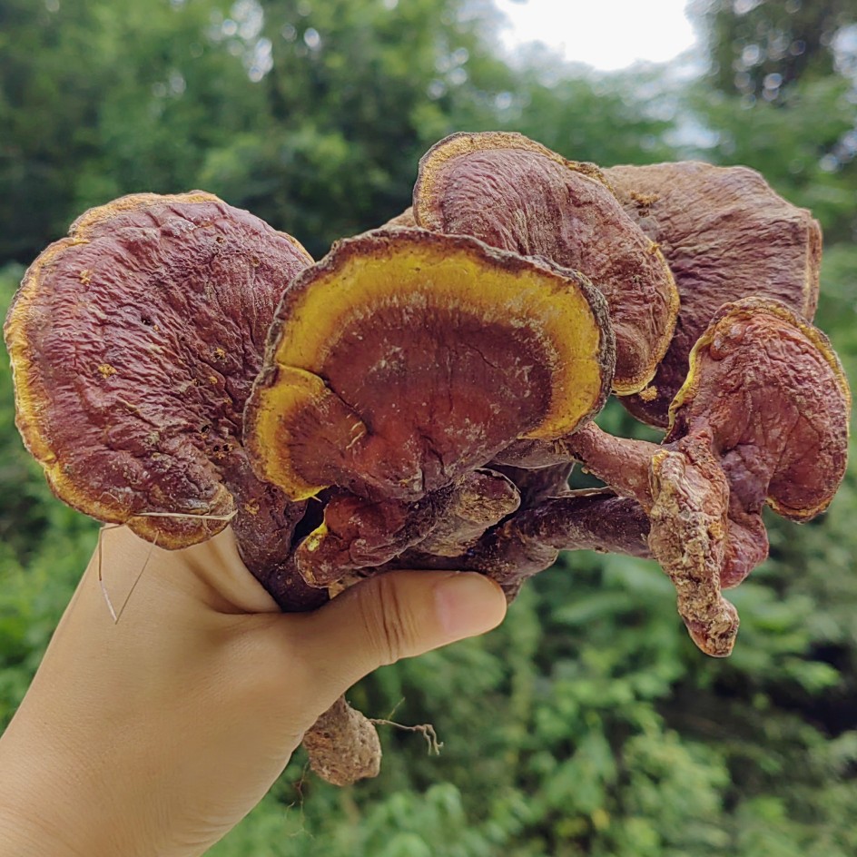 正宗真野生灵芝，秦岭深山老林里的红色宝藏！