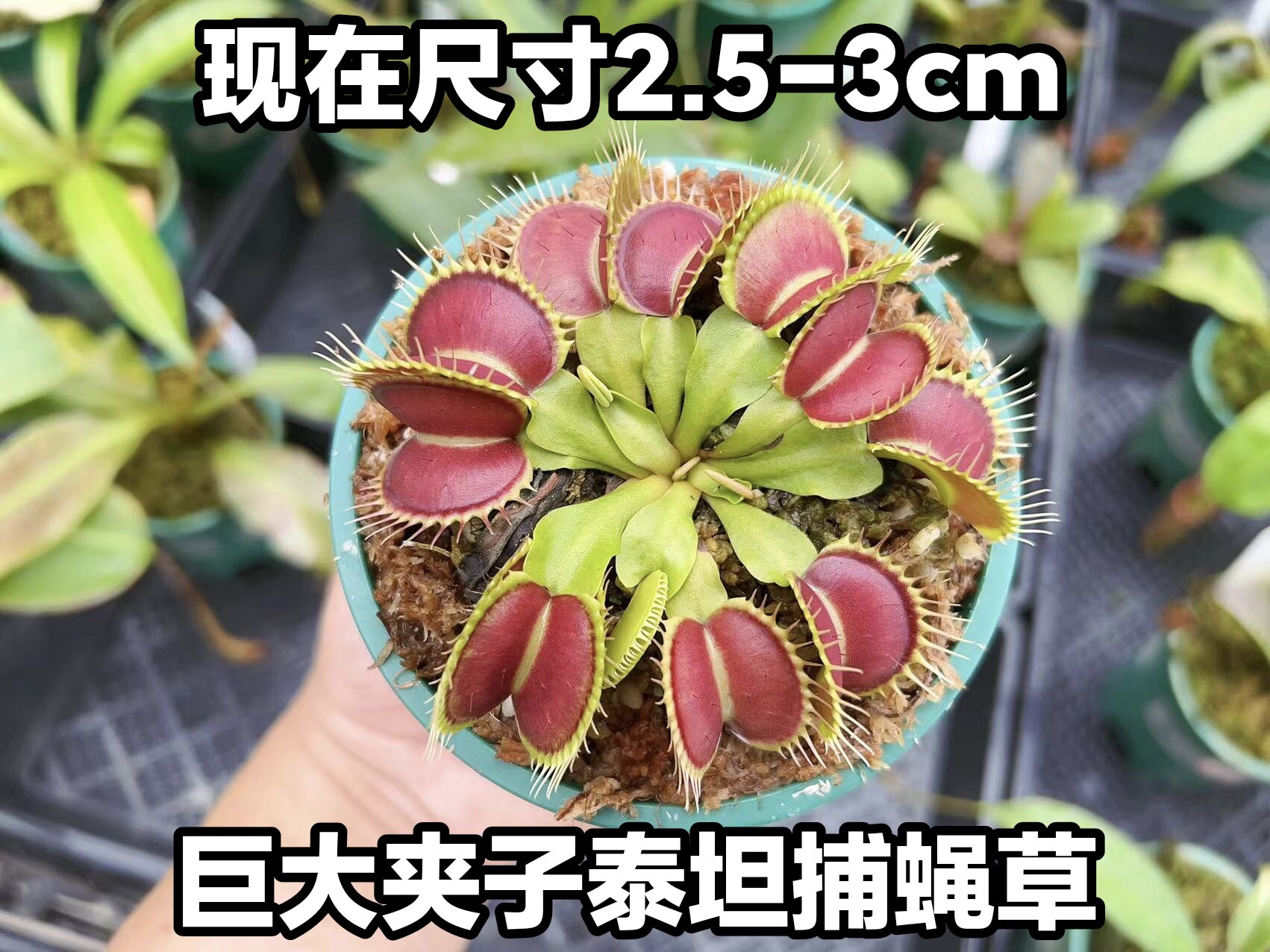 捕蝇草适合放在客厅吗？2026年最新款式解析