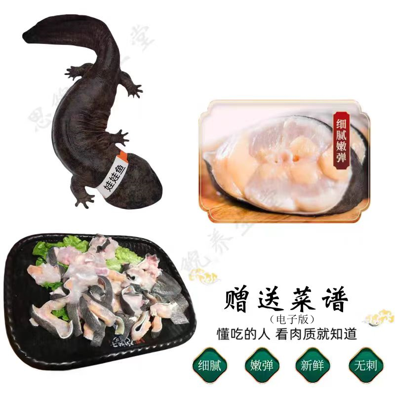 【4斤一条】鲜活体大鲵，让你的餐桌升级成野生奢华盛宴！