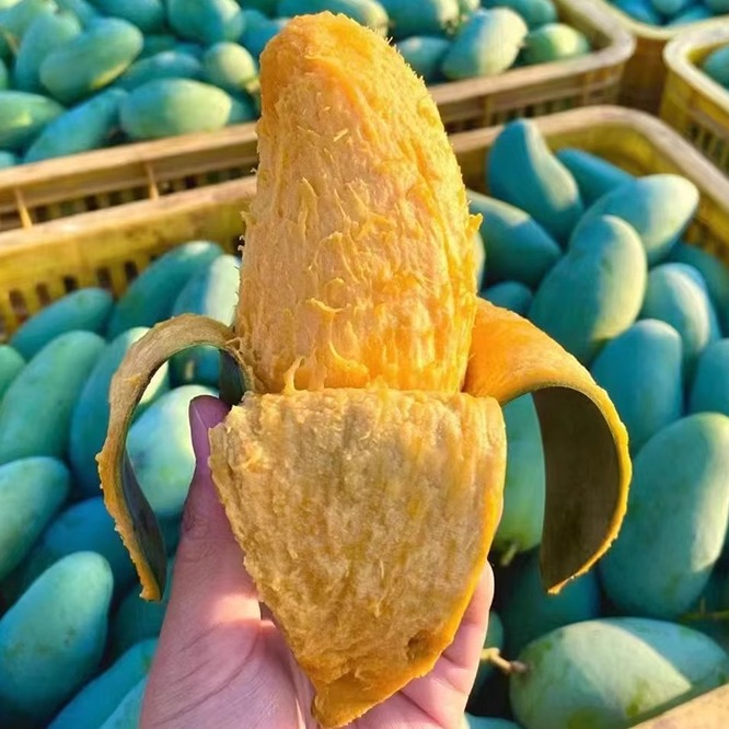 正宗广西桂七芒果：甜蜜的夏日馈赠，孕妇也能安心享用！