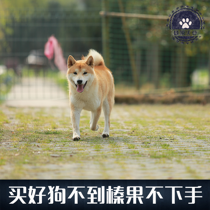 隐藏秘籍！幻兽帕鲁幻夜兽配种公式大揭秘，绝绝子的攻略来了！