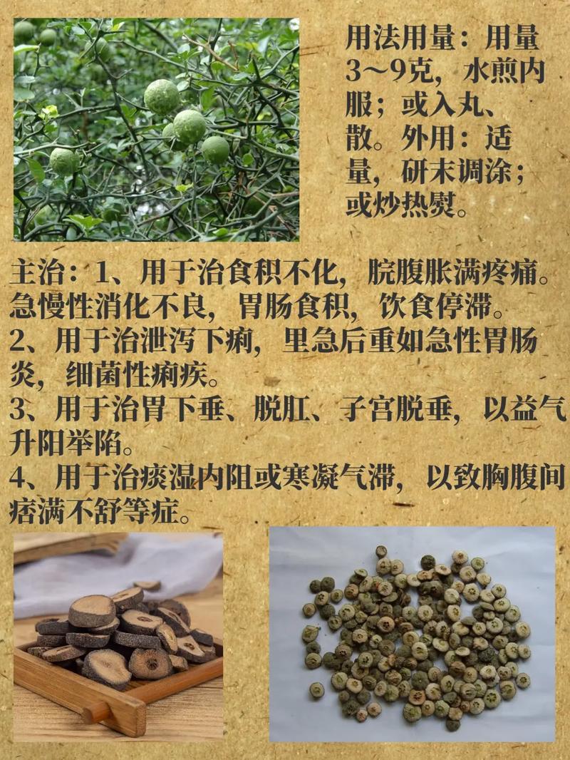 枳实图片,大自然的馈赠与药用价值