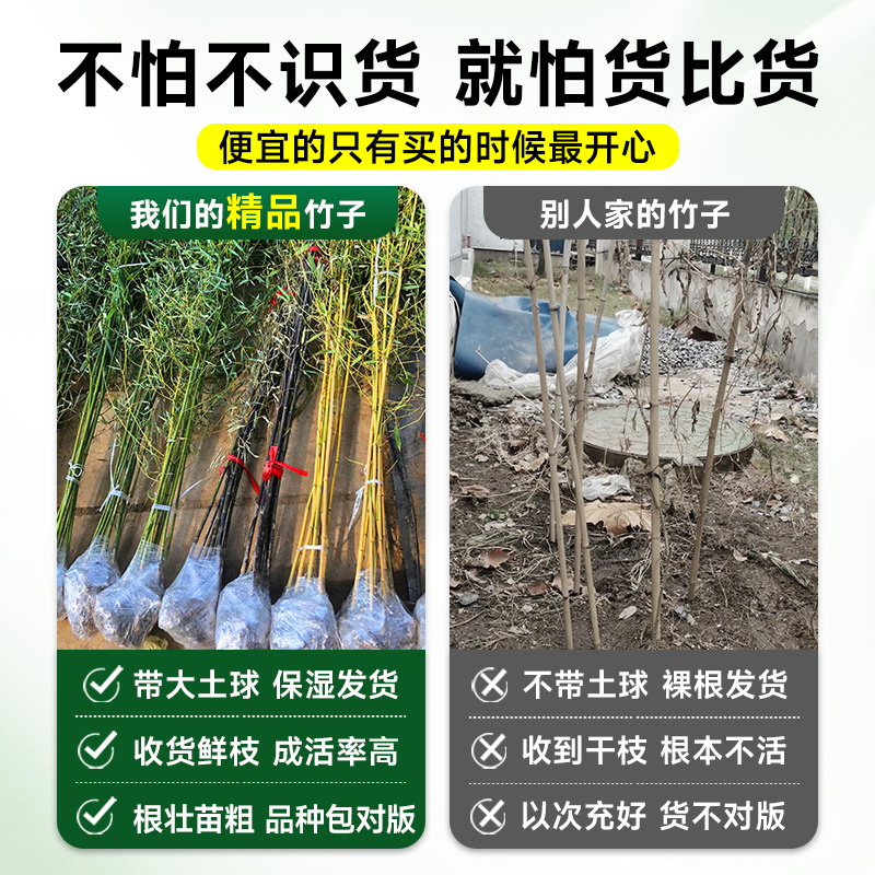 紫竹苗：庭院里的四季常青守护神，打造你的专属绿色空间！