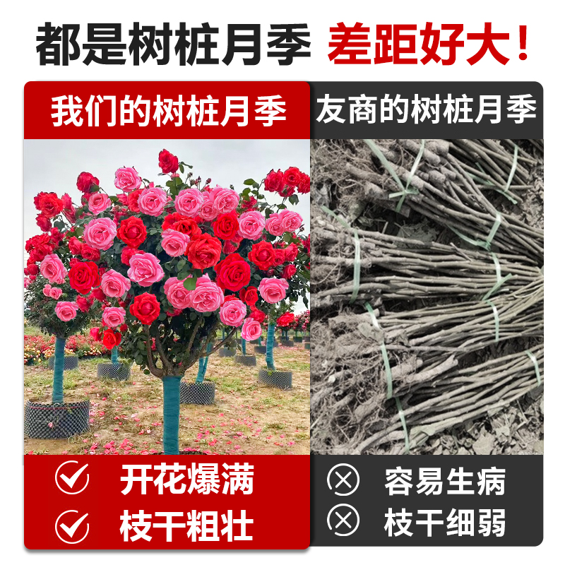 棒棒糖树桩月季花苗：四季花开的秘密武器，室内室外皆宜的美丽选择！