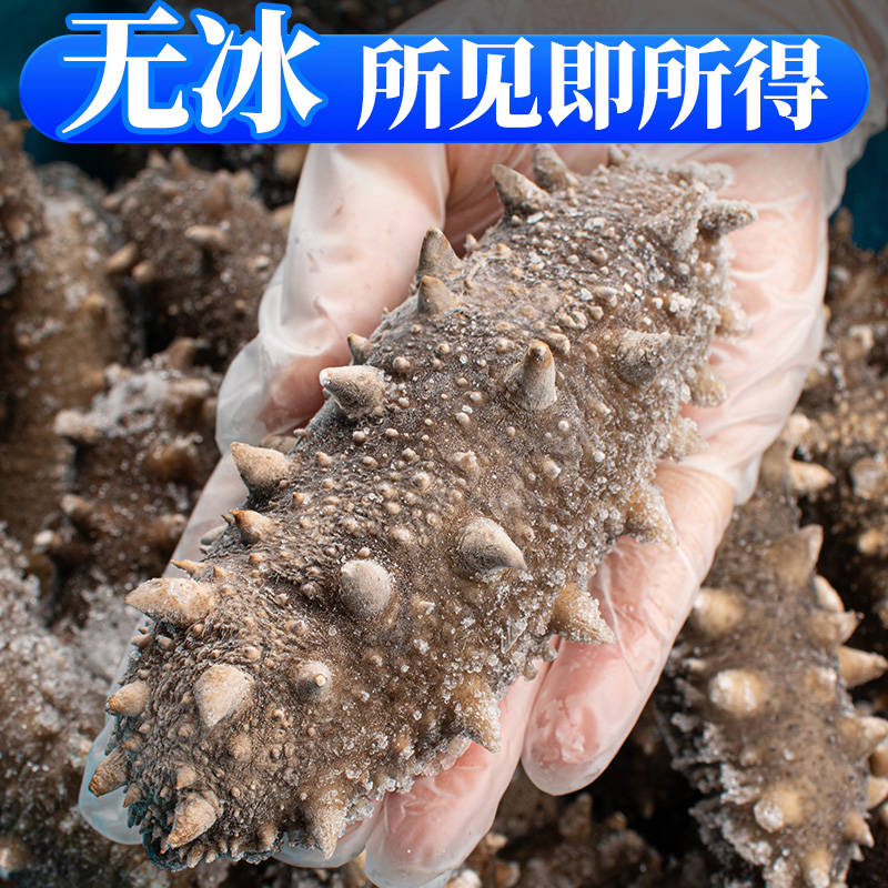 辽刺参：高泡发高营养，中秋送礼首选！