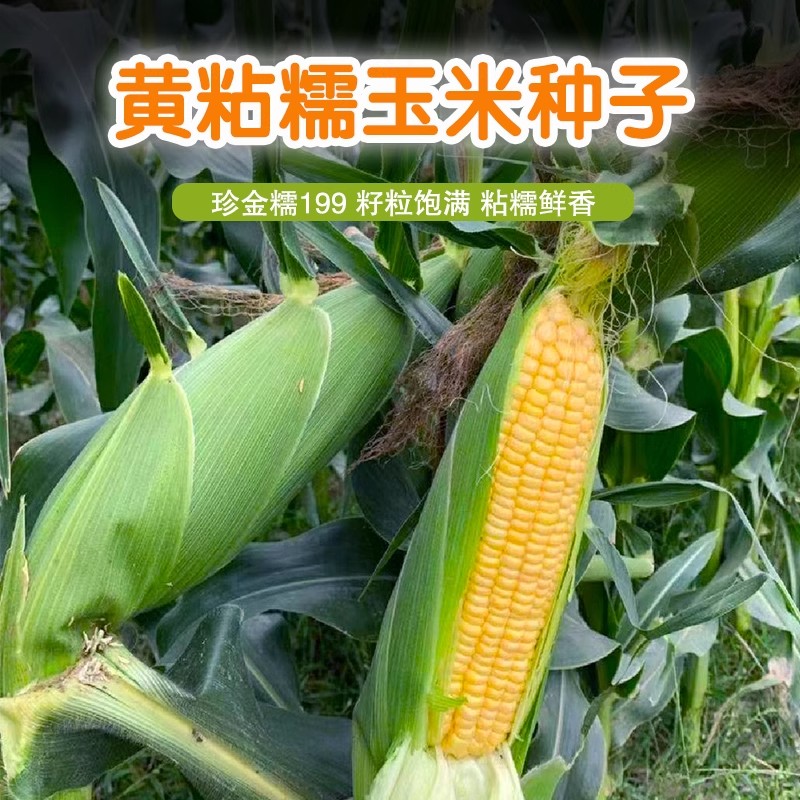 兴晟元黑土地黄糯粘玉米：健身减脂新宠，速食界的美味革命！