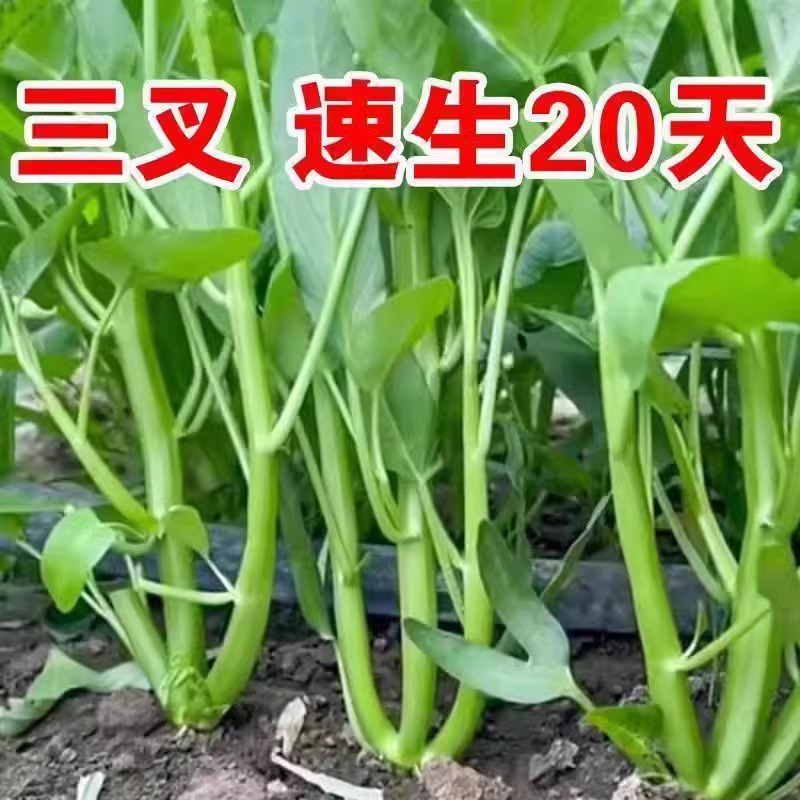 高产紫罗兰紫薯苗：种出甜蜜与健康的双重享受！