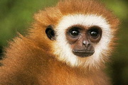 Monkeys Free Screensaver2.0