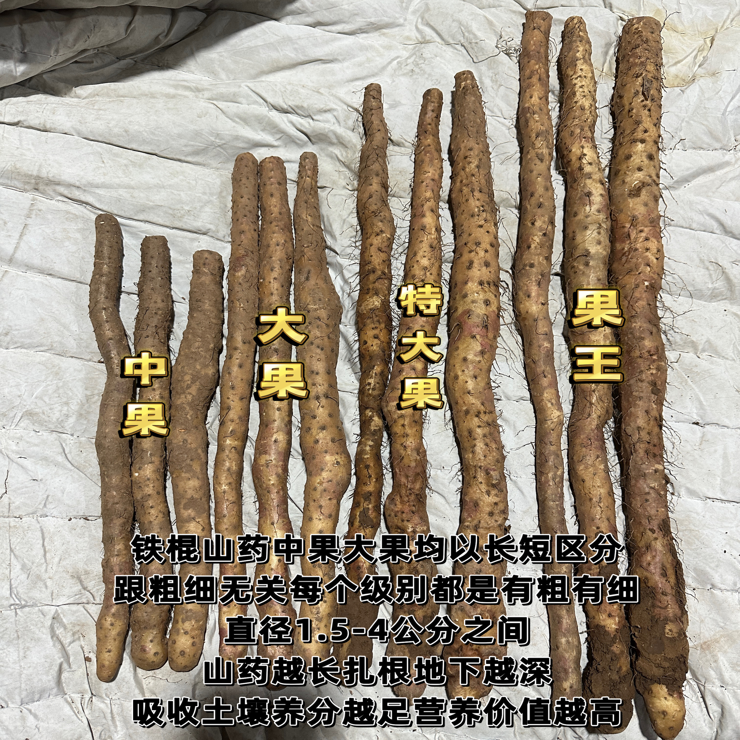 领克03+TCR：国产性能车天花板，拒绝低调的王者登场！