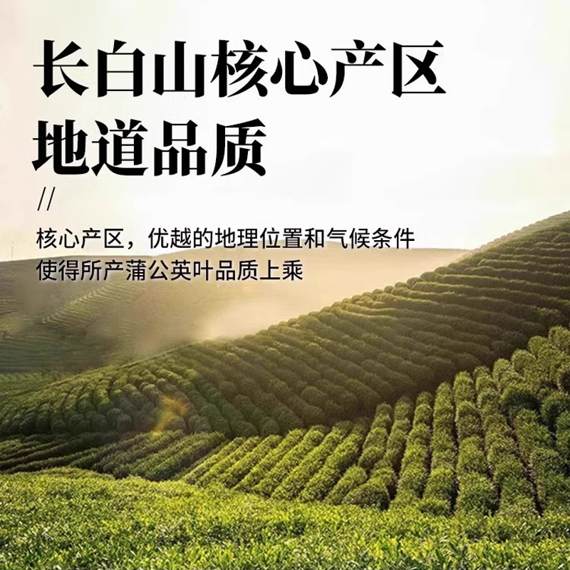 刺五加茶：长白山独立小包装，泡出健康好滋味
