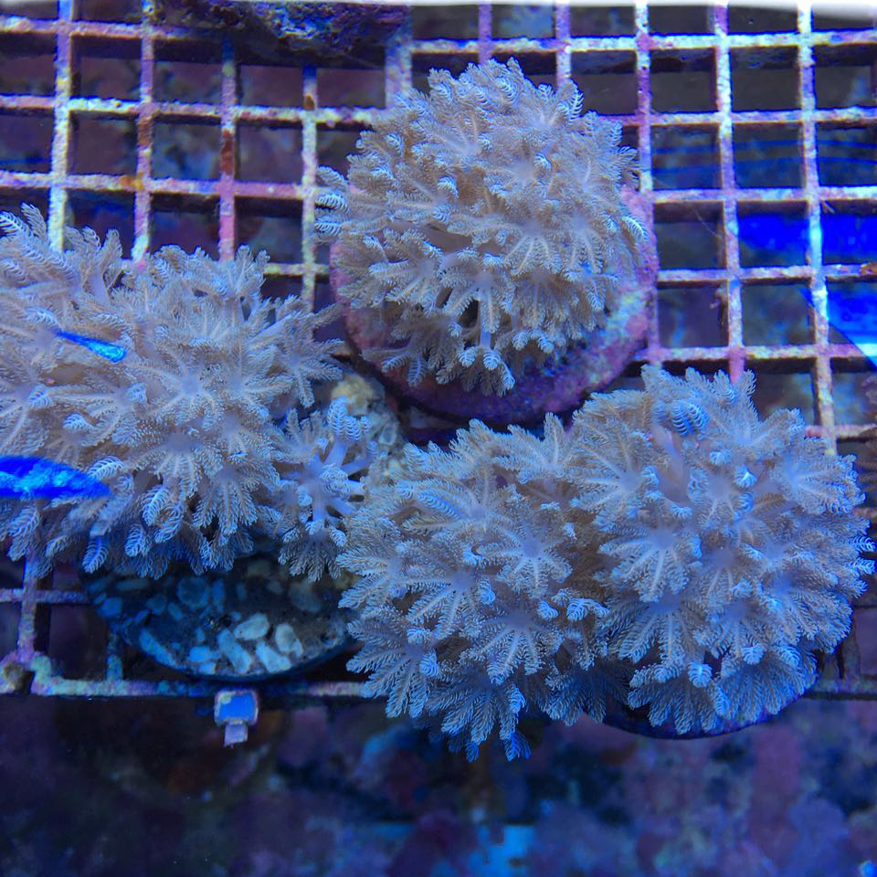 闪千手软体珊瑚：新手必备，轻松养活的珊瑚新宠