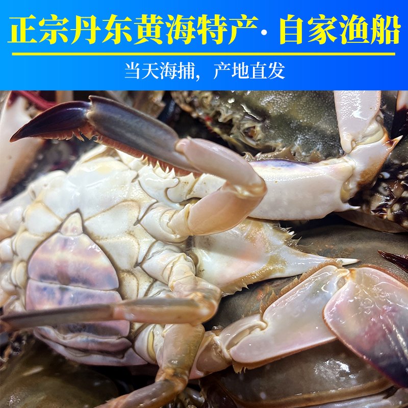 丹东野生大飞蟹：满黄东港梭子蟹，鲜活特大红膏蟹，海螃蟹爆肥，到底有多诱人？