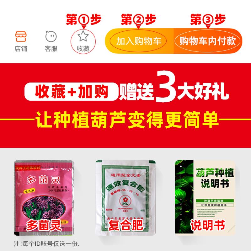 葫芦苗手捻小葫芦种子：开启你的文玩盆栽之旅，收藏级特大亚腰葫芦籽！