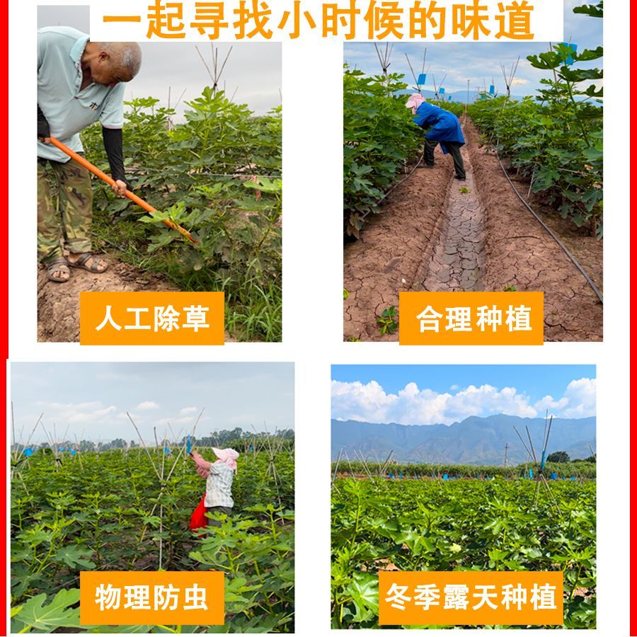 无花果新鲜水果生鲜：当季特大红皮格莱斯紫波姬红，鲜甜多汁的甜蜜诱惑✨