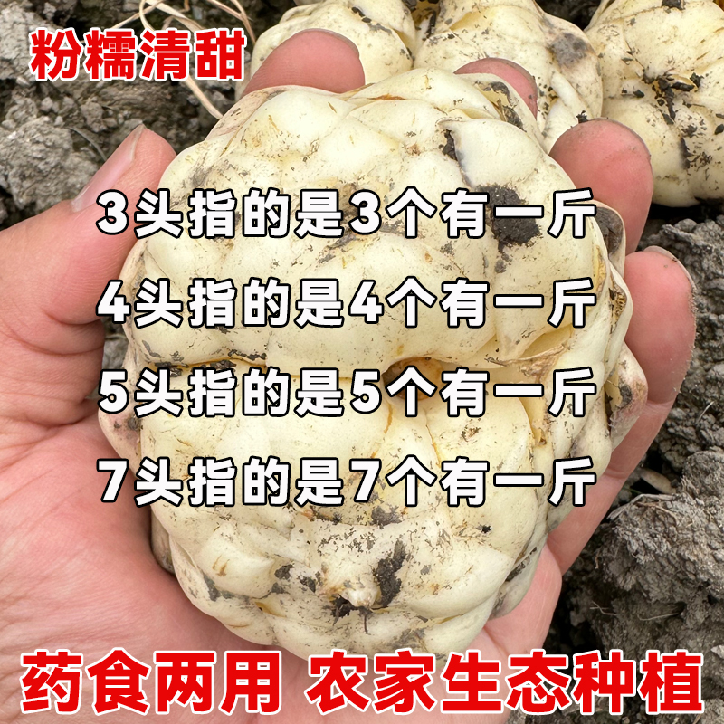 2025云南百合：现挖新鲜5斤，尝鲜必备！