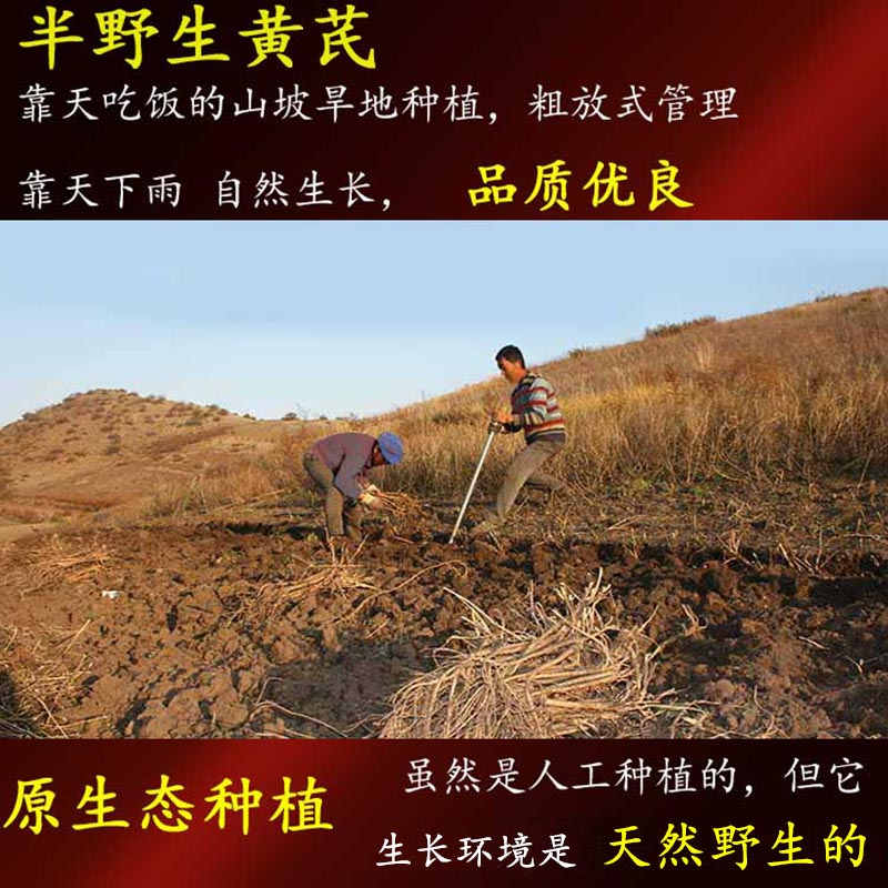 内蒙古野生黄芪：天然无硫，老根大片，养生必备药材！