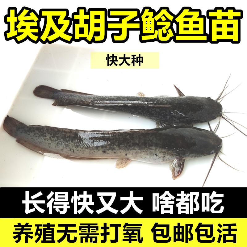 揭秘神秘的埃及塘鲺鱼苗：特大埃及鲶鱼苗批发，解锁养殖新天地！