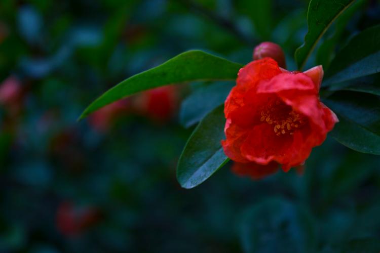 花满唐,花满唐——唐代花卉文化的繁荣与影响