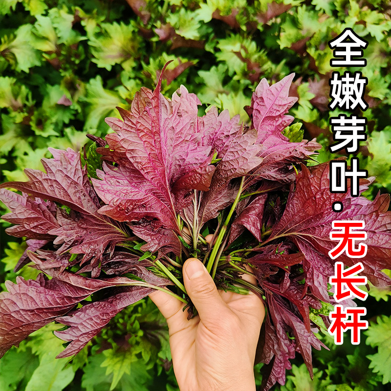 救命！这紫苏叶也太香了吧！农家现摘无长杆，去腥提香一绝